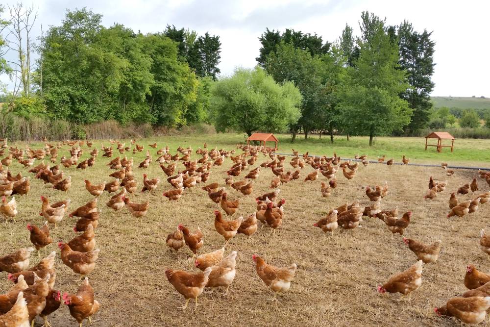 Gezen Tavuk | Erşah Gıda