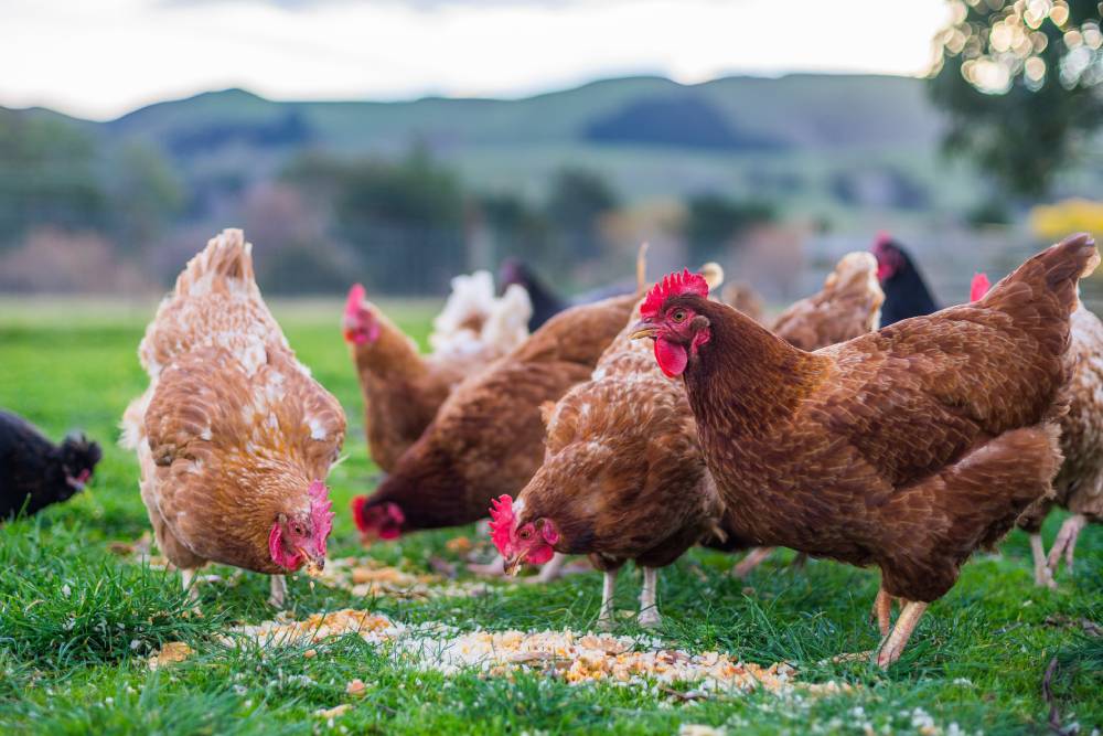 Gezen Tavuk | Erşah Gıda